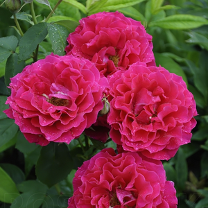Floribunda ruže - Ruža - Souvenir d'Edouard Maubert™ - 
